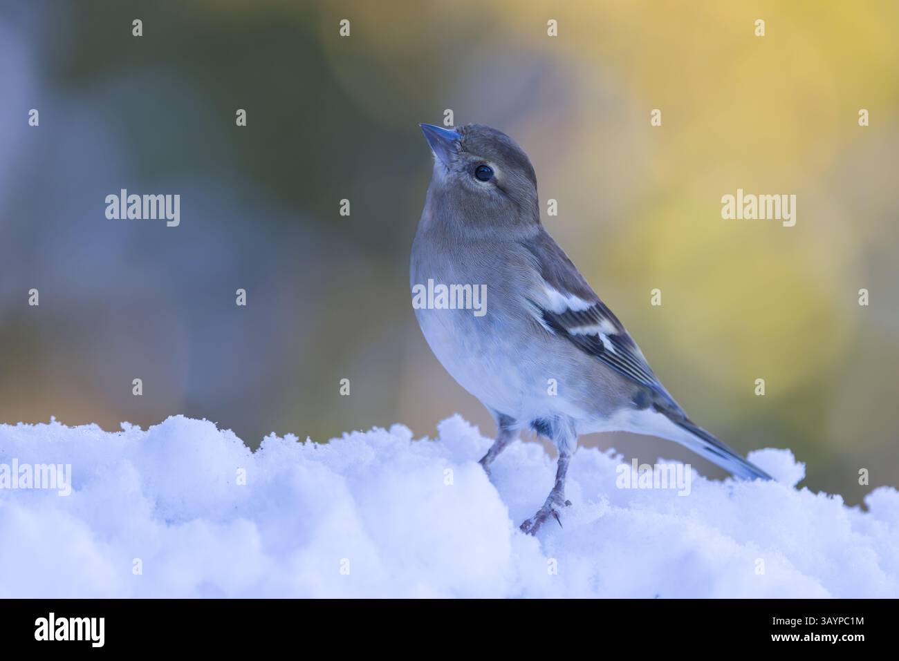 Chaffinch [ Fringilla coelebs ] oiseau femelle sur le sol dans la neige Banque D'Images