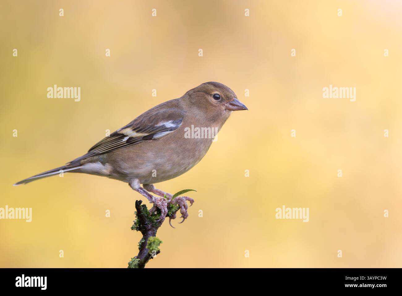 Chaffinch [ Fringilla coelebs ] oiseau femelle sur tige de plante moussue Banque D'Images