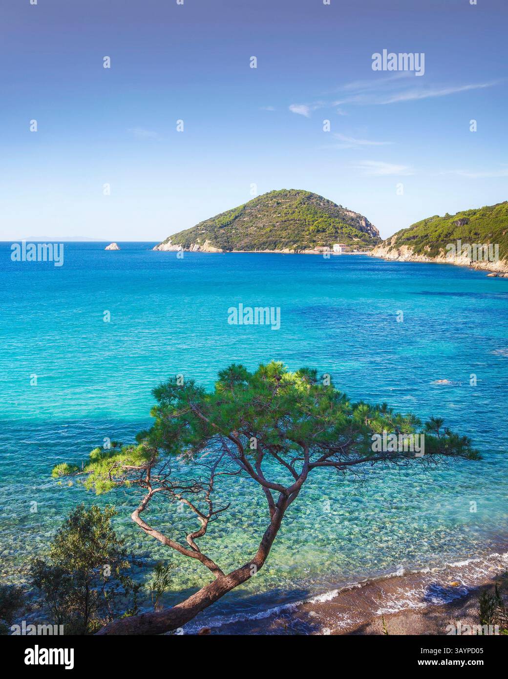 Île d'Elbe, plage de Viticcio, mer et pin. Promontoire d'Enfola en arrière-plan. Portoferraio, région Toscane, Italie, Europe Banque D'Images