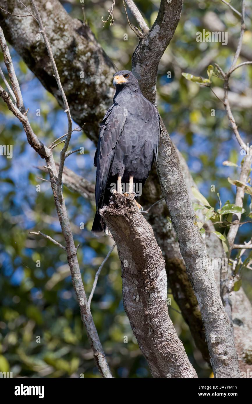 Black-Hawk commun au Costa Rica Banque D'Images