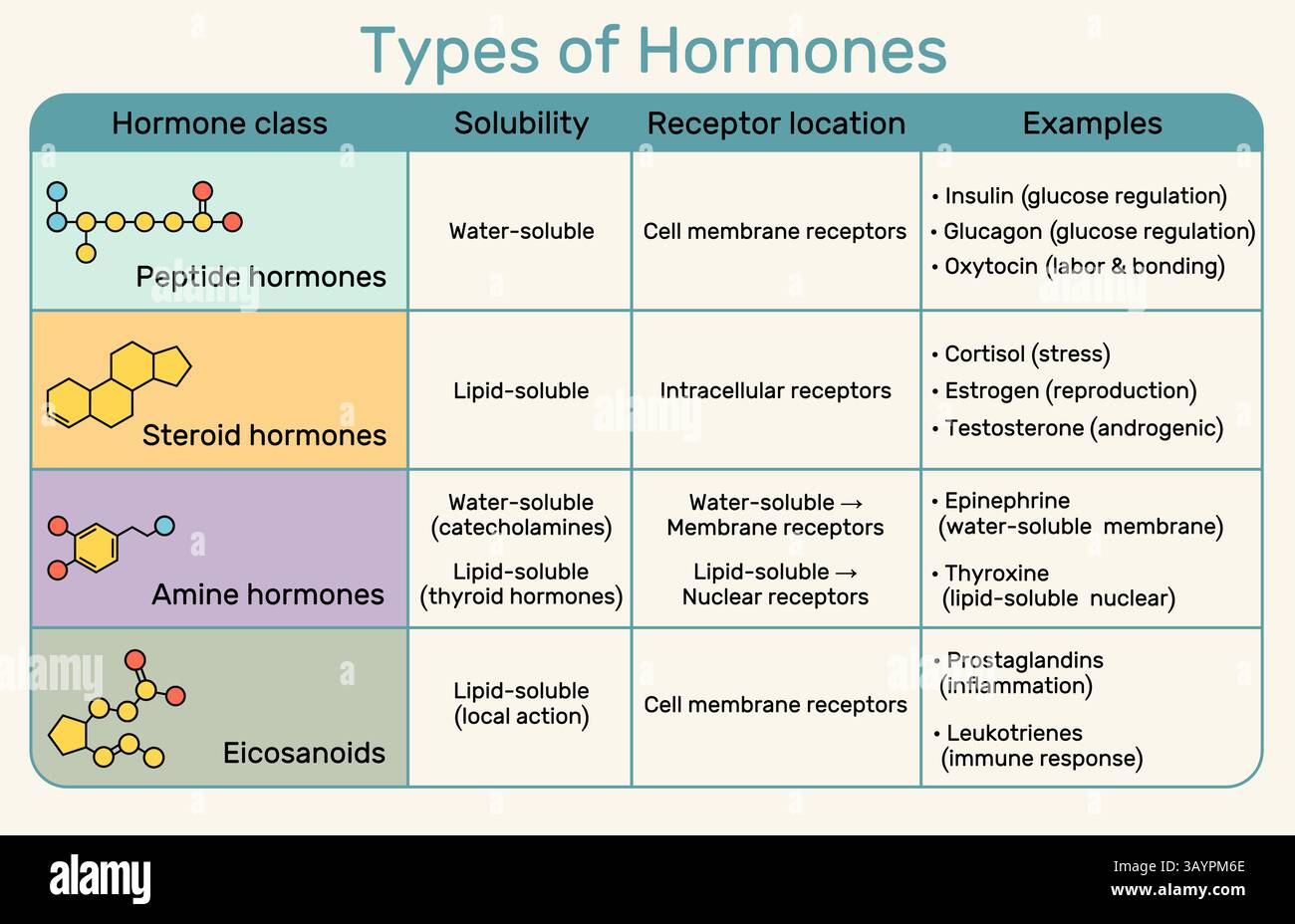 Types d'hormones. Infographie des structures et des récepteurs des peptides, stéroïdes, amines et hormones eicosanoïdes. Illustration vectorielle Illustration de Vecteur