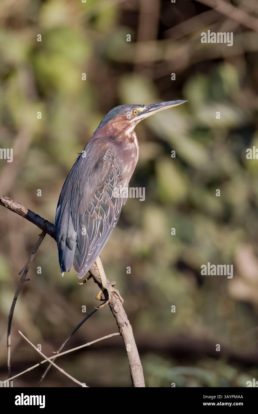 Héron vert perché au Costa Rica Banque D'Images
