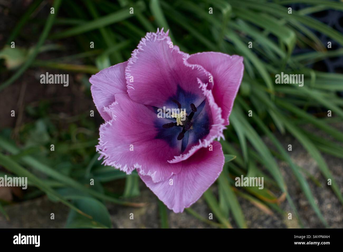 Jardin Tulipe violet. Tulipia gesneriana Banque D'Images