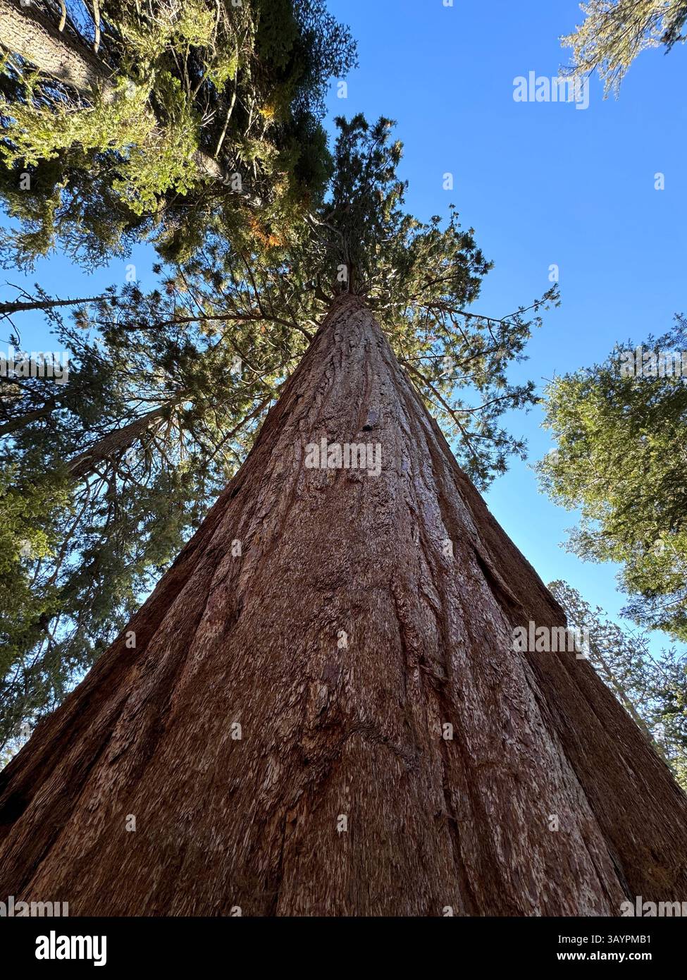 Énorme séquoia arbre se tient seul sur le fond d'un arbre bleu, vue de dessous, photo verticale. Photo de haute qualité Banque D'Images