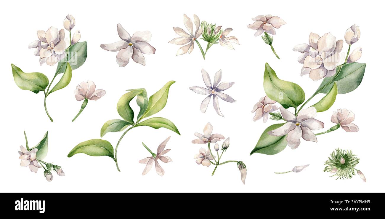 Jasmin fleurs clipart illustrations aquarelles isolées. Blanc Blooms gardenia sur tige de style botanique dessiné à la main. Ensemble de fleurs jasmin sambac Banque D'Images
