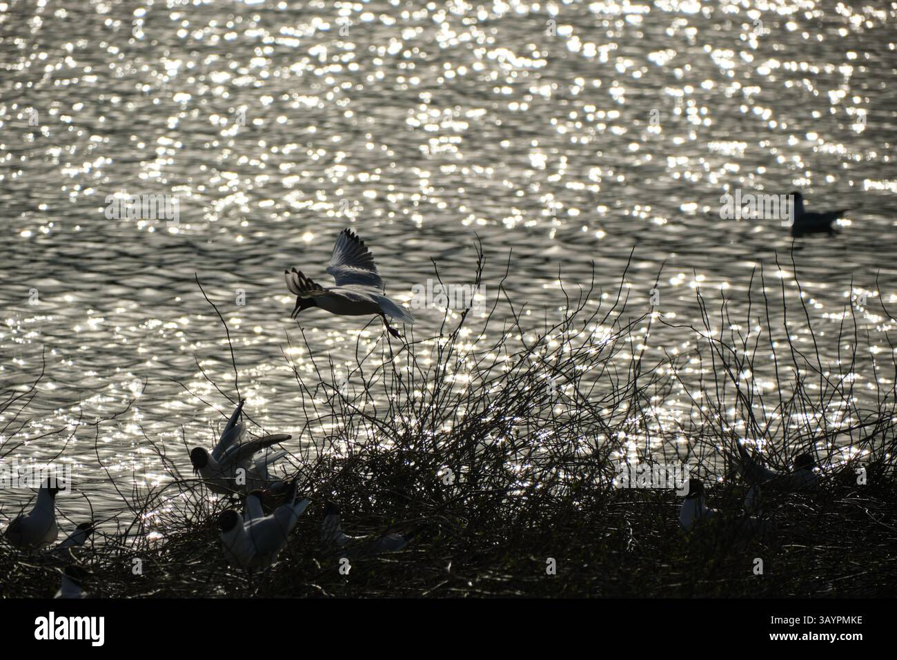 Une scène merveilleusement sereine avec des eaux chatoyantes et des oiseaux gracieux volant élégamment dans la douce lumière du soleil Banque D'Images