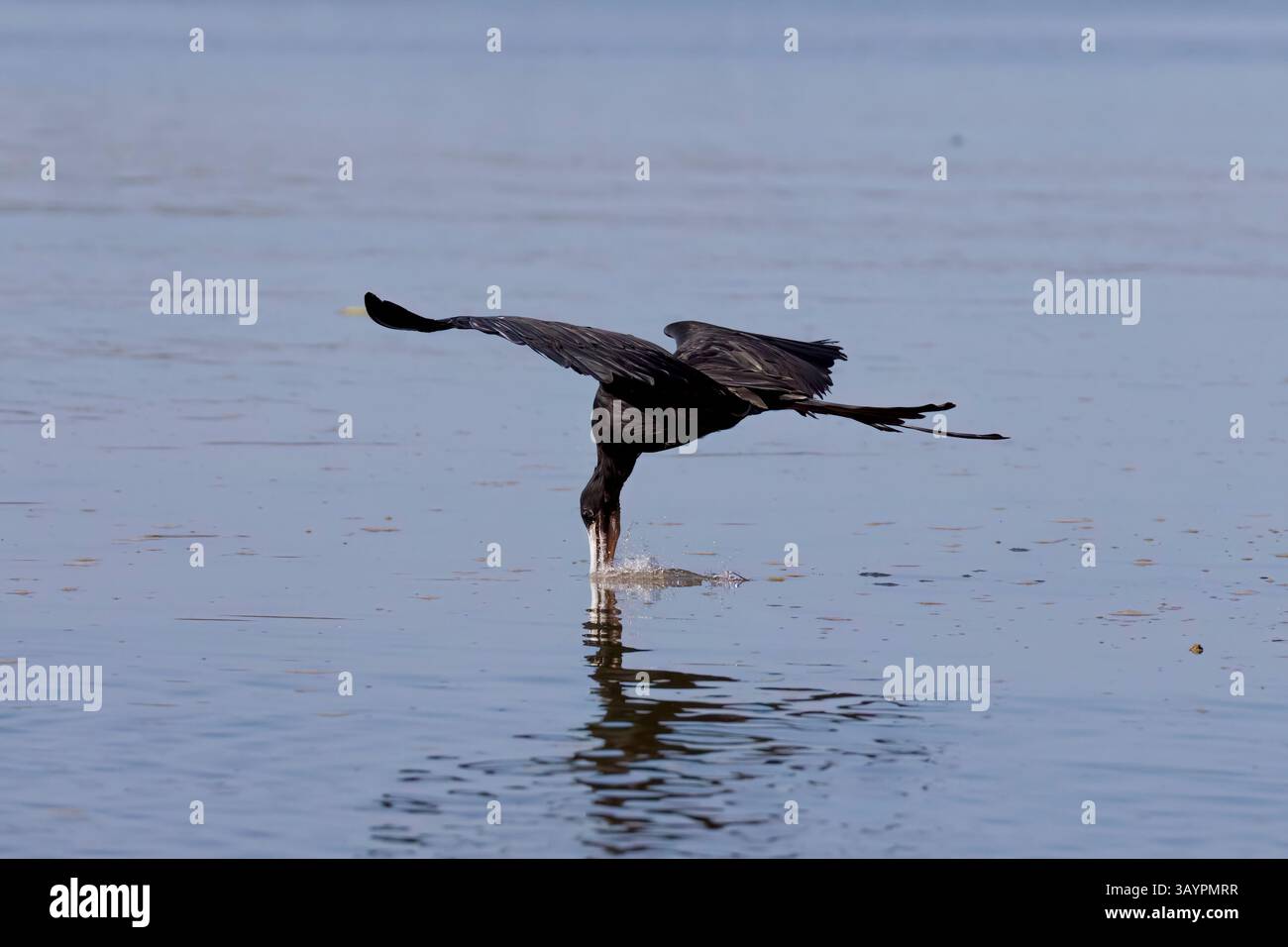 Magnifique Frigatebird au Costa Rica Banque D'Images