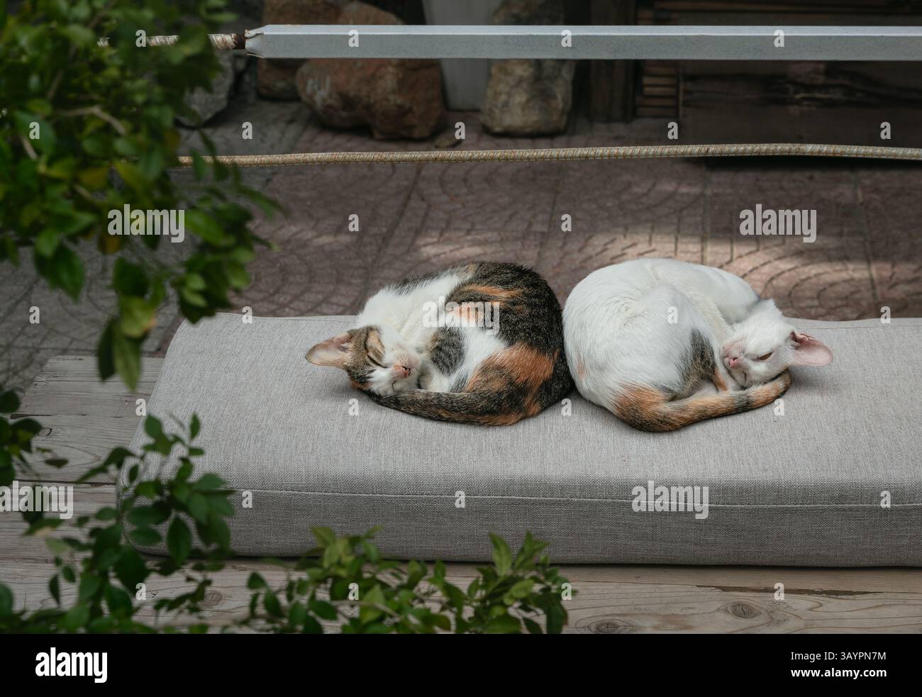 Deux chats mignons enroulés dans la balle dormant paisiblement sur le coussin du banc dans la rue du Vietnam Banque D'Images