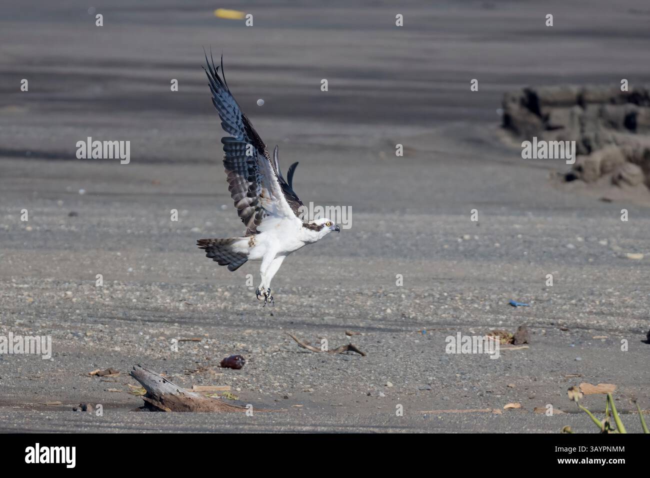 Osprey en vol au Costa Rica Banque D'Images