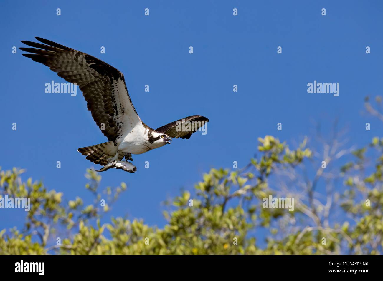 Osprey en transportant un poisson en vol au Costa Rica Banque D'Images