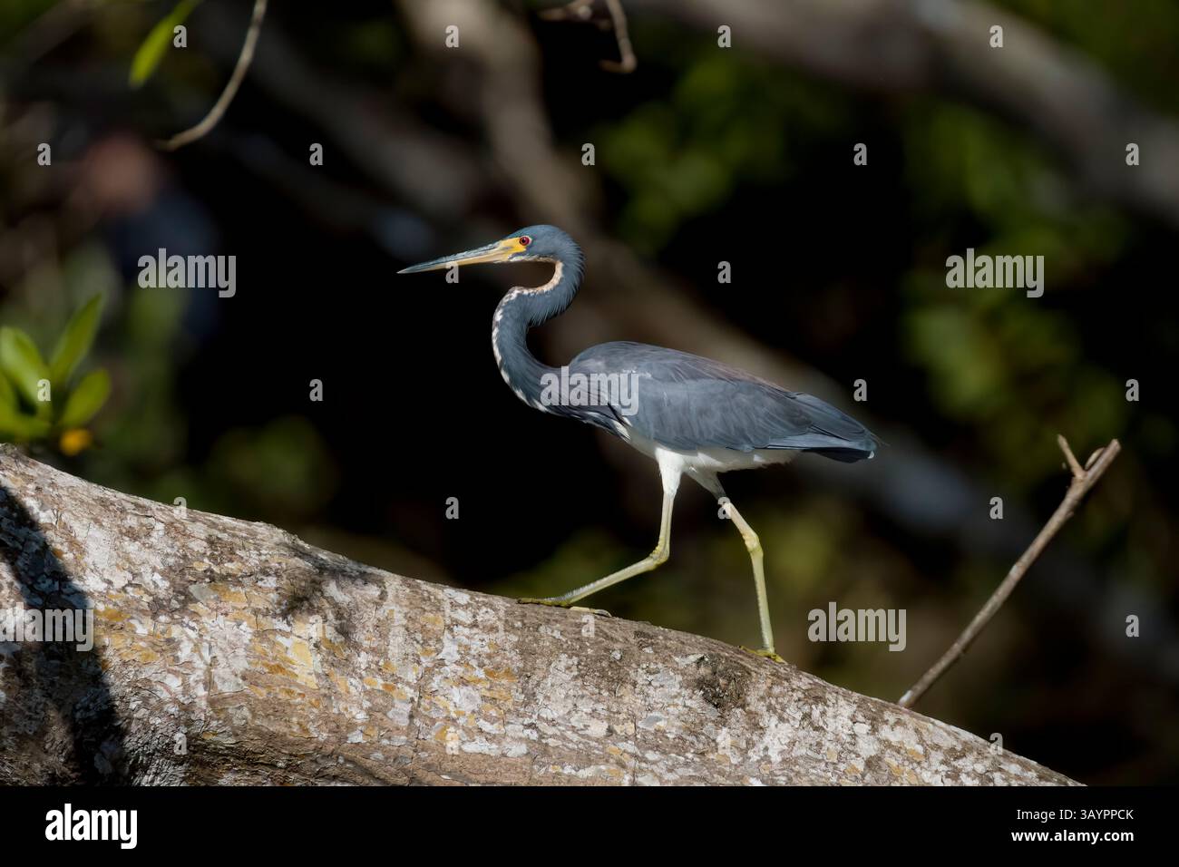 Héron tricolore au Costa Rica Banque D'Images