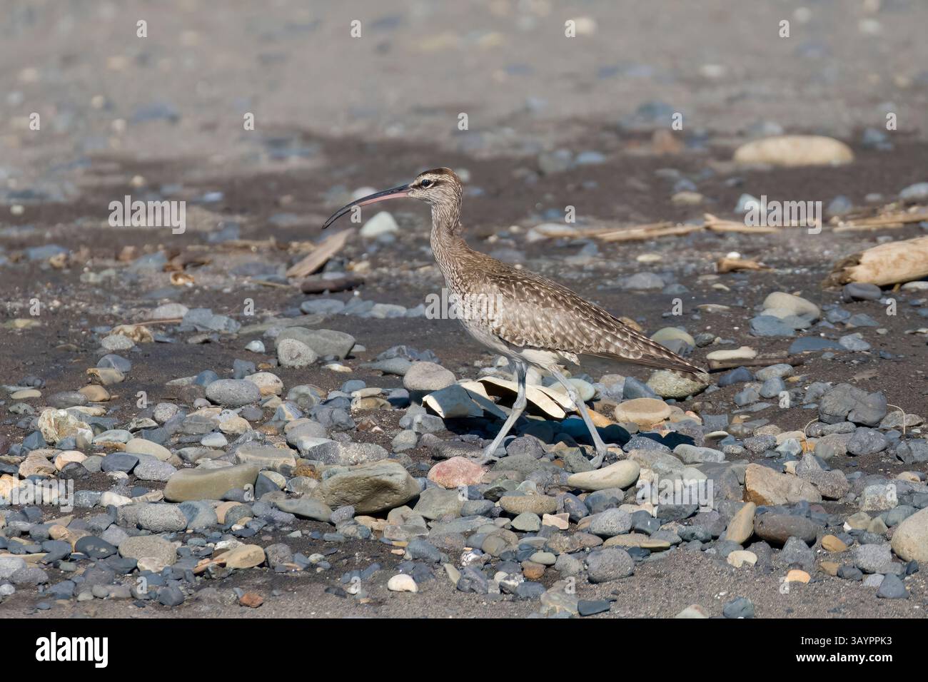 Whimbrel sur une plage au Costa Rica Banque D'Images