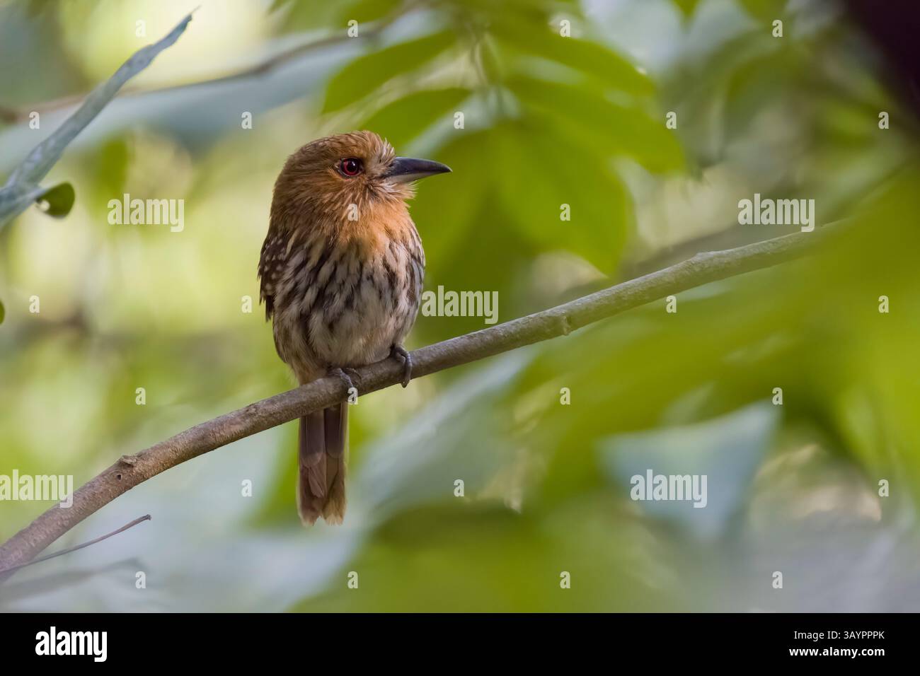 Puffbird au whisky blanc au Costa Rica Banque D'Images