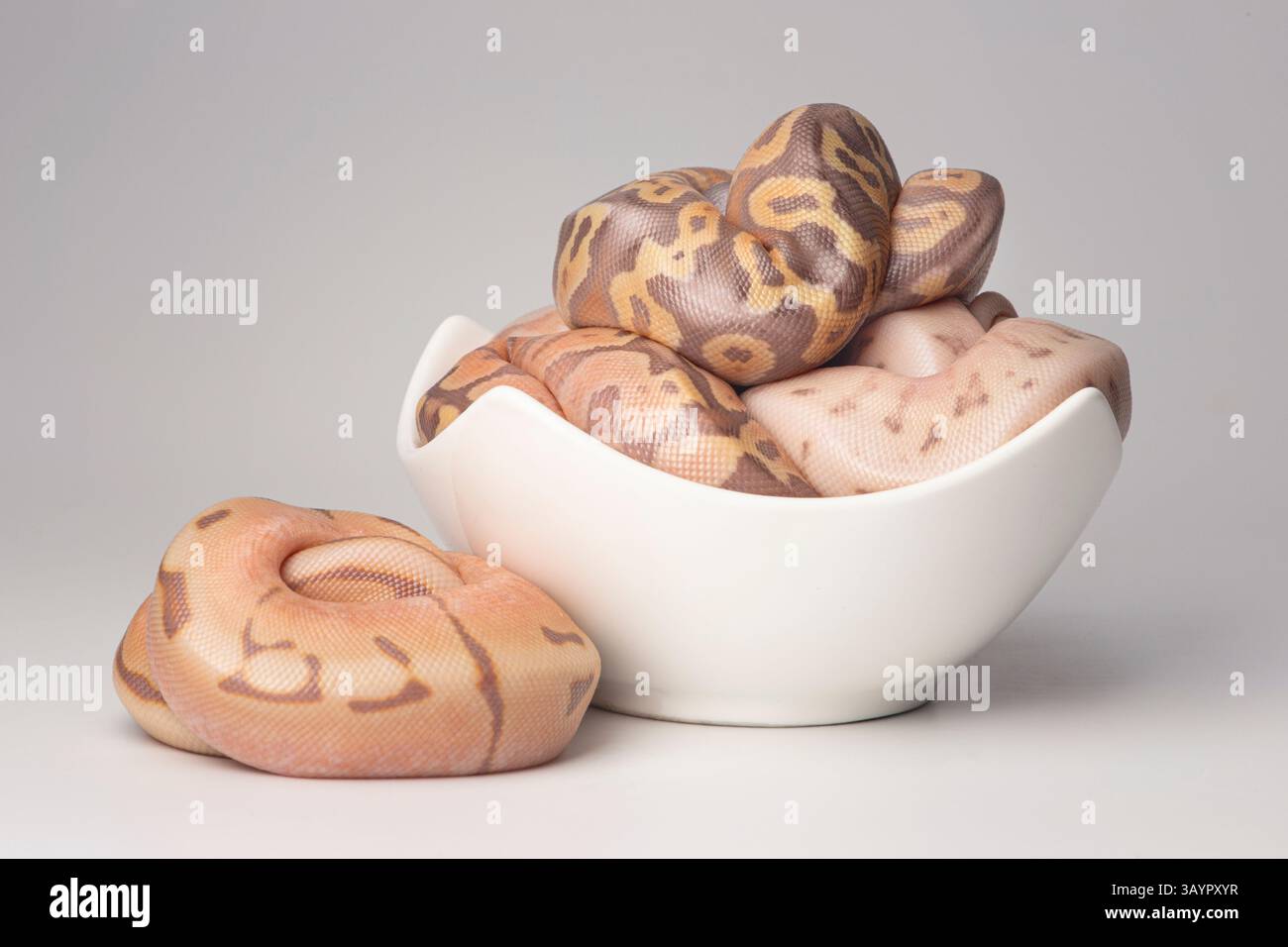 pythons de boule de bébé dans un bol en céramique Banque D'Images
