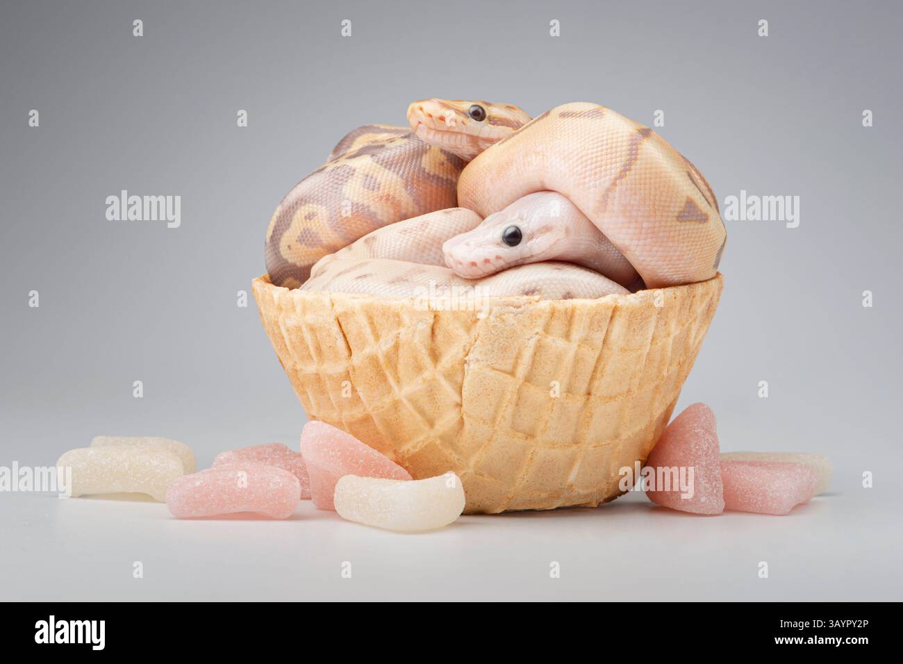 Pythons de boule de bébé dans un bol à gaufres Banque D'Images