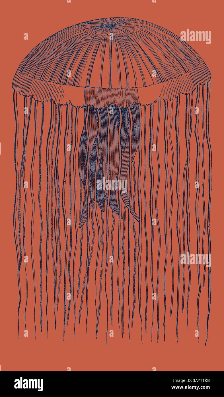 Une illustration détaillée d'une méduse, avec son dôme en forme de cloche et ses longs tentacules coulants, placés sur un fond orange vif. MEDUSA PELLUCENS. Un quart de la taille de la nature. Art classique avec une touche moderne réinventé par Artotop Banque D'Images