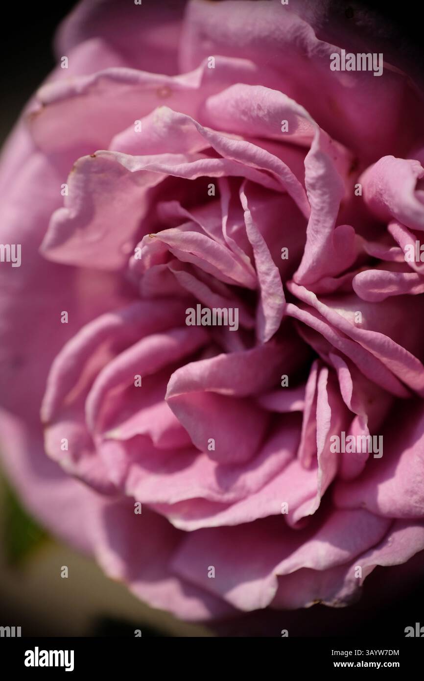 Gros plan de la belle fleur de rose pourpre au jardin d'hôte. Banque D'Images