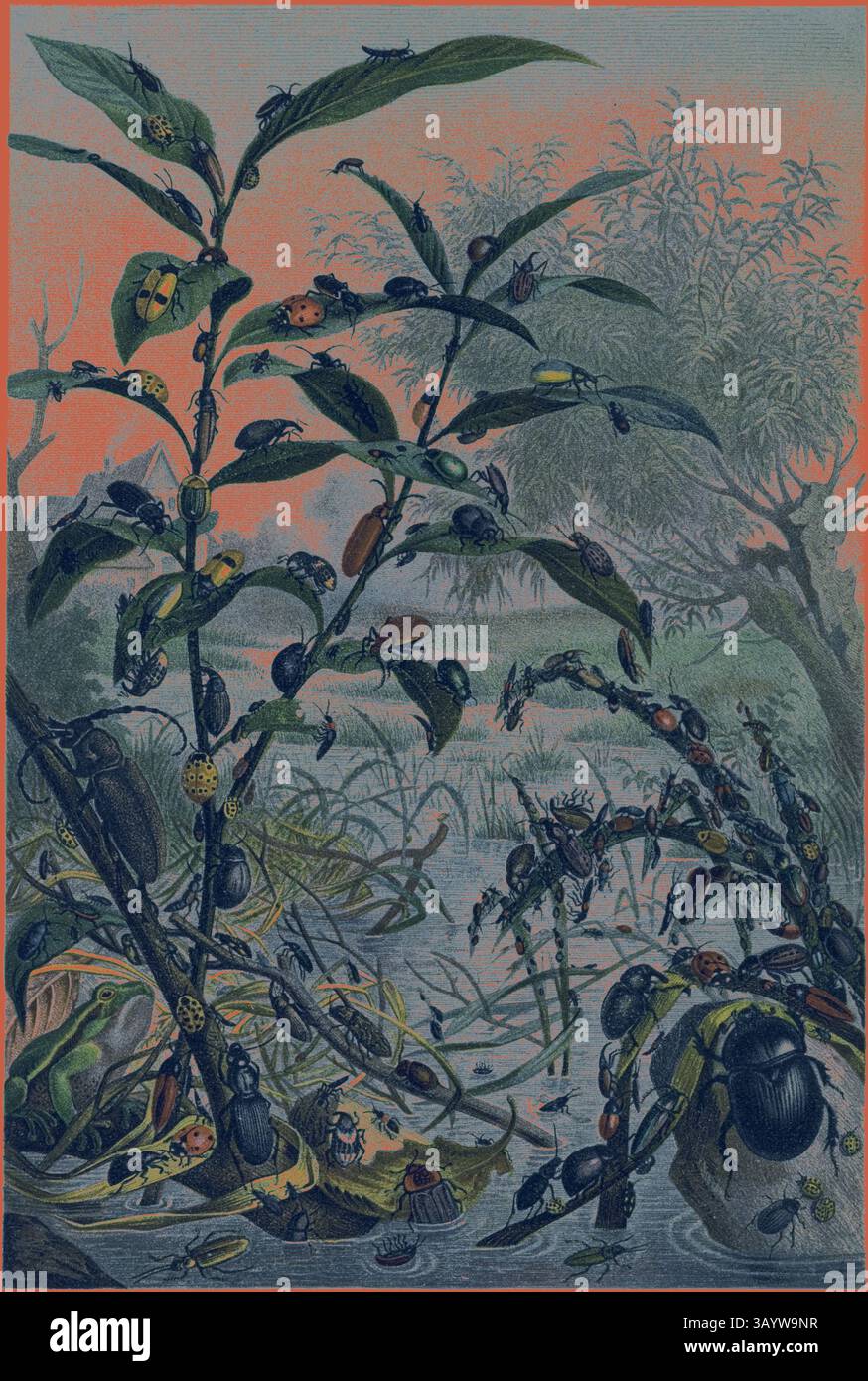 Une scène vibrante représentant une plante luxuriante densément peuplée de divers coléoptères colorés, sur un fond doux qui fait allusion à un environnement de zone humide serein. Les détails complexes des insectes et du feuillage créent une riche tapisserie de la diversité de la nature. Coléoptères dans un art Flood Classic avec une touche moderne réinventée par Artotop Banque D'Images