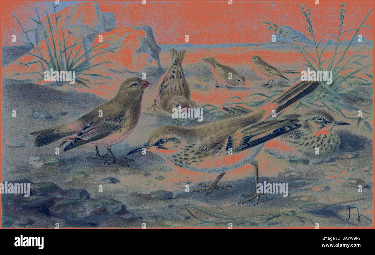 Un groupe de petits oiseaux fourrage sur un sol rocheux, entouré d'une végétation clairsemée. La scène capture leurs caractéristiques délicates et leurs interactions lorsqu'ils recherchent de la nourriture sur un fond doux et coloré. Desert Finch et Desert Lark. Art classique avec une touche moderne réinventé par Artotop Banque D'Images