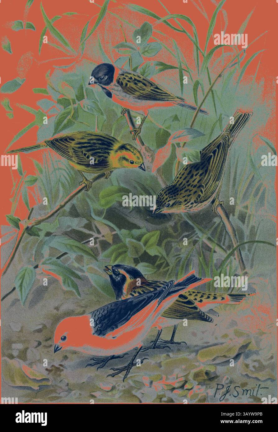 Une illustration vibrante de cinq petits oiseaux perchés au milieu d'une végétation luxuriante, présentant une variété de couleurs et de motifs sur leurs plumes, créant une scène vivante dans la nature. Buntings Art classique avec une touche moderne réinventée par Artotop Banque D'Images