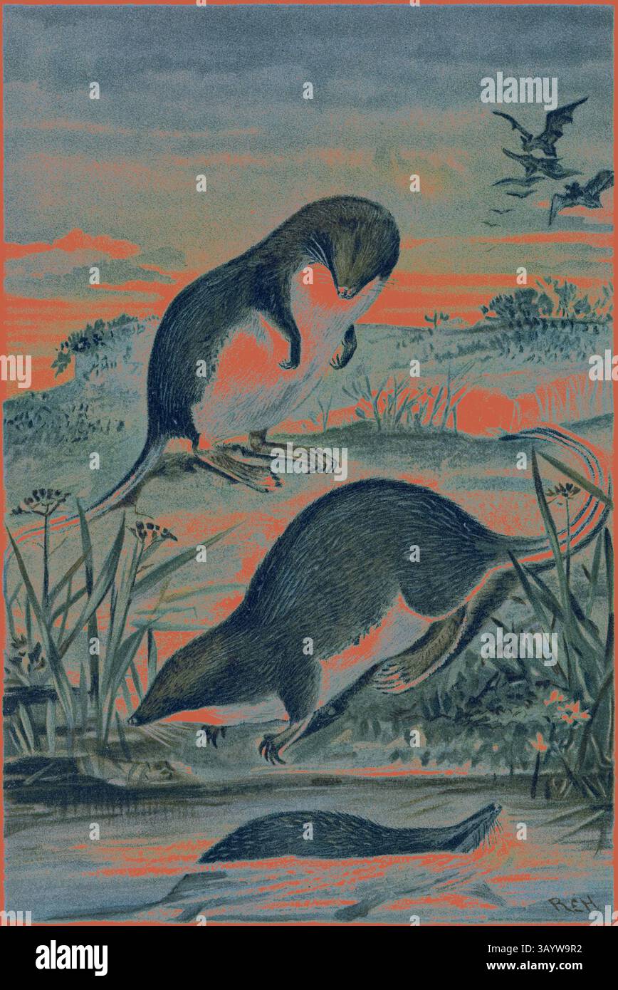 Une paire de petits mammifères sont représentés explorant un environnement luxuriant, entouré d'herbes et d'eau douce, avec un ciel dynamique en arrière-plan avec des oiseaux lointains. Un mammifère semble être en train de se nourrir, tandis que l'autre est en alerte, créant une scène sereine mais animée de la nature. Araignes à pieds sur le Web Art classique avec une touche moderne réinventée par Artotop Banque D'Images