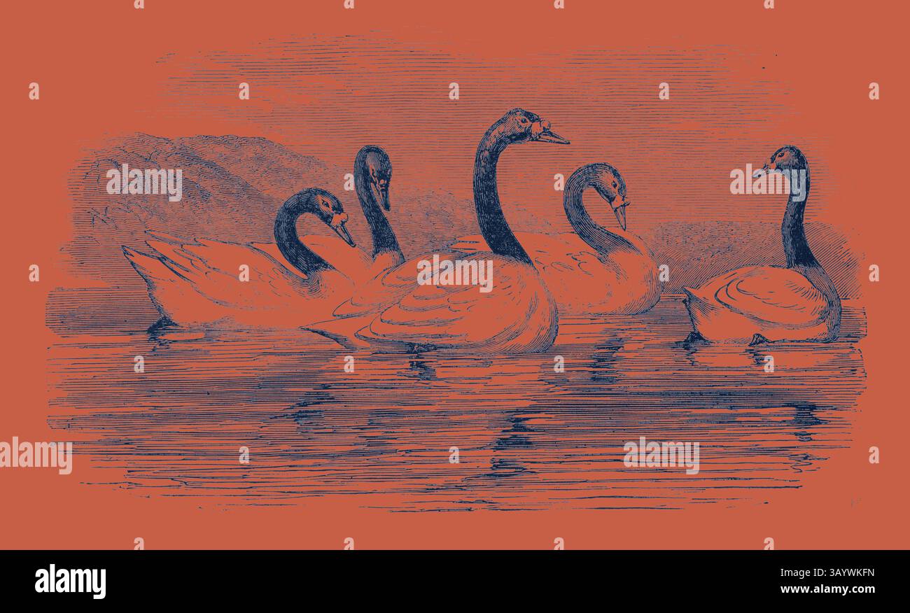 Un groupe de cygnes élégants glissant gracieusement sur un plan d'eau calme, entouré de douces ondulations et de reflets sereins. Cygnes à col noir, dans la volière de Knowsley, art classique britannique avec une touche moderne réinventée par Artotop Banque D'Images