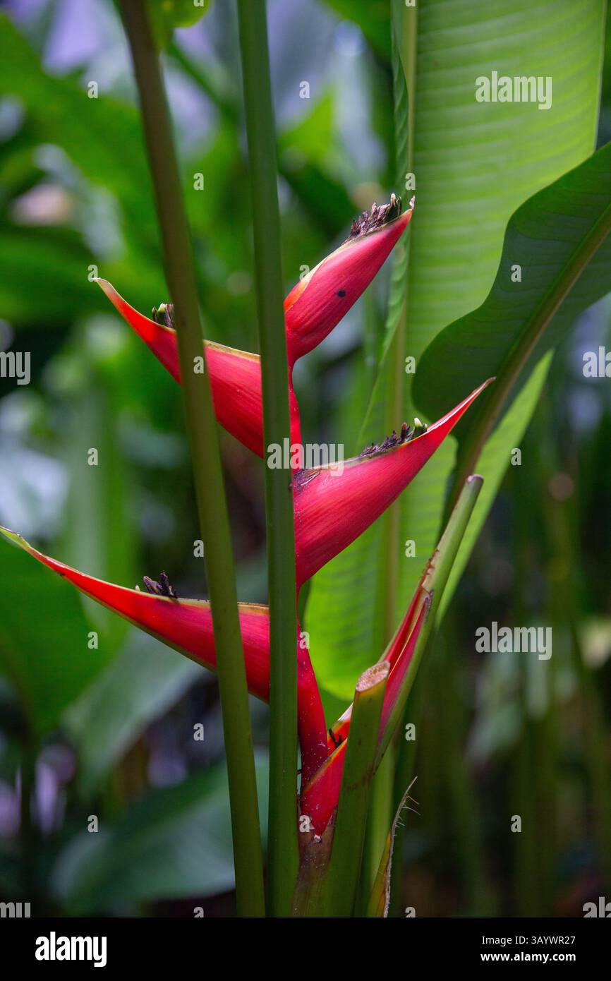 Fleur d'hélionique rouge tropicale dans un jardin luxuriant Banque D'Images
