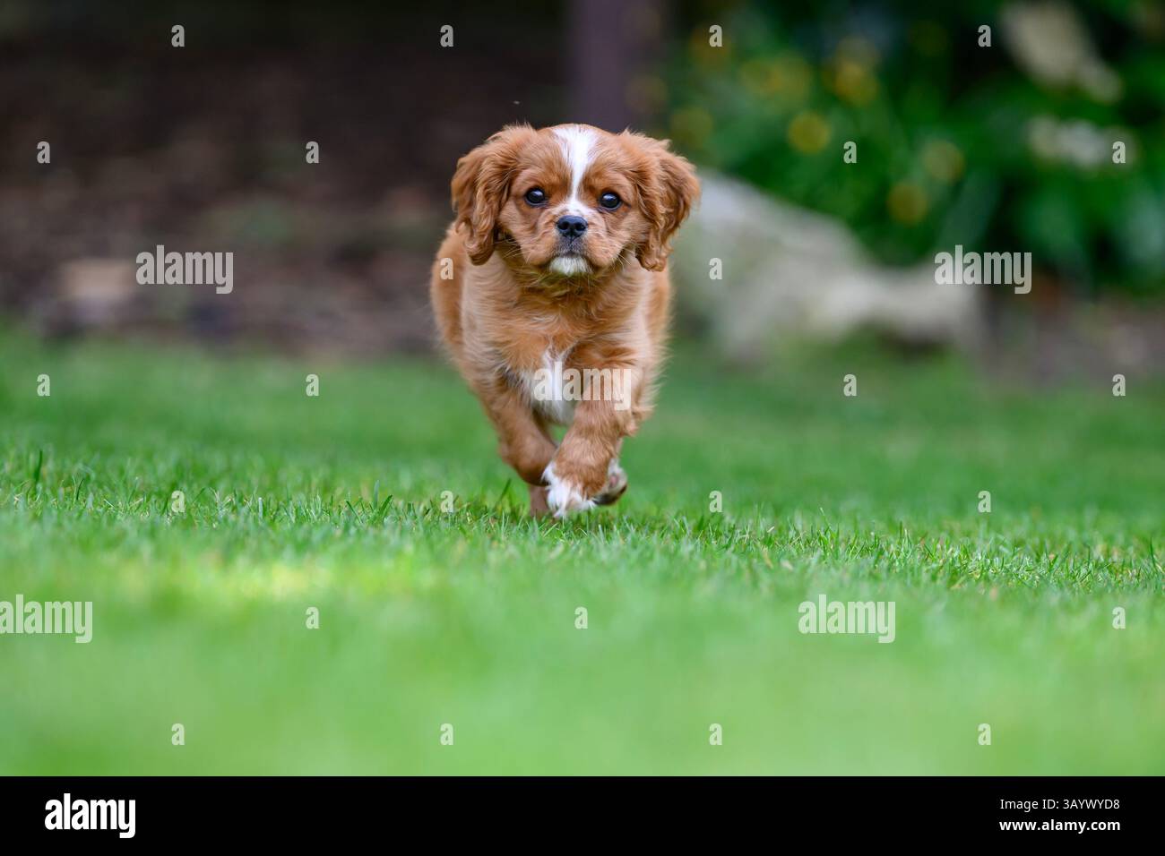 Ruby Cavalier King Charles Spaniel jouant dans un jardin Banque D'Images