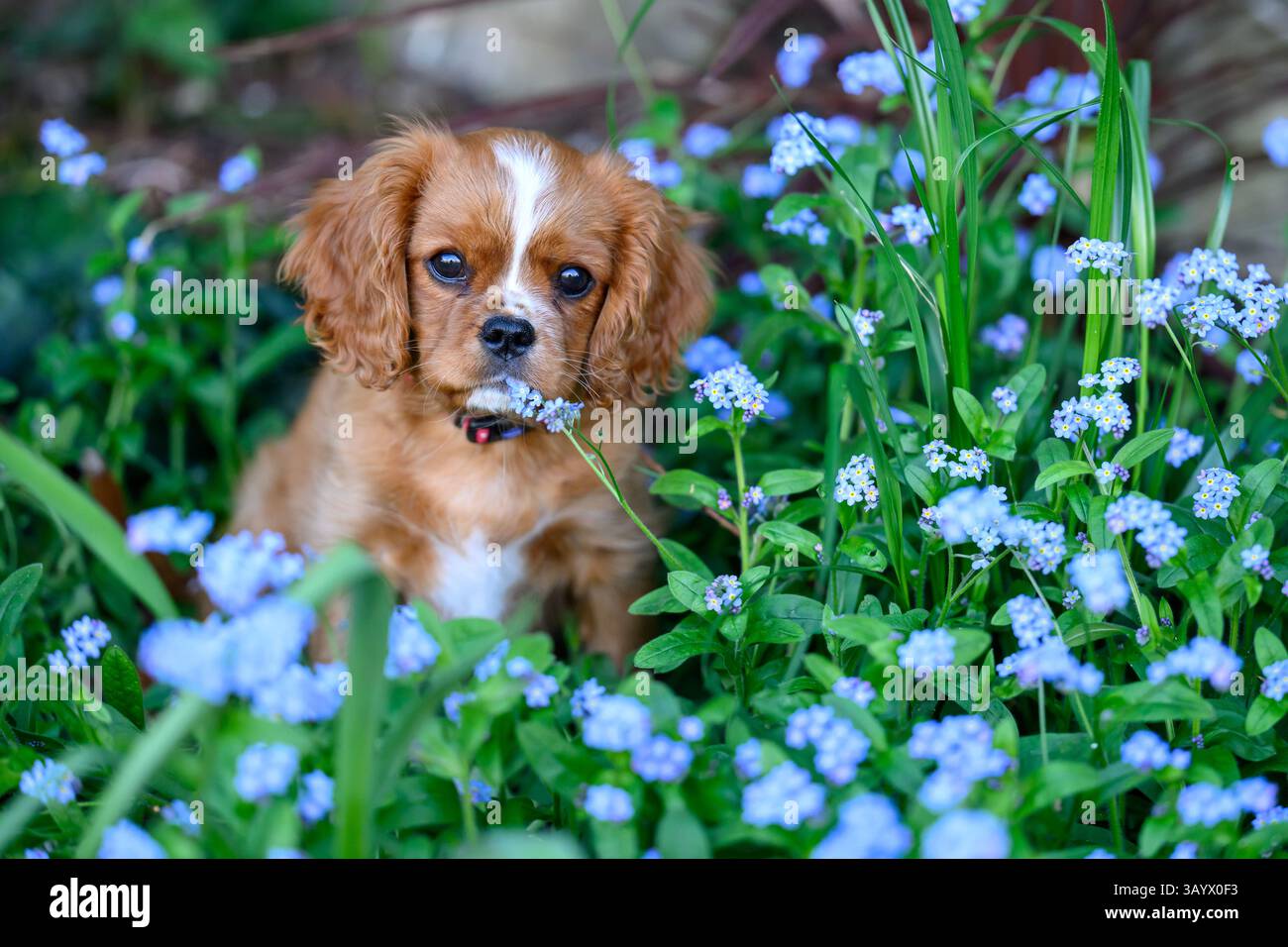 Ruby Cavalier King Charles Spaniel jouant dans un jardin Banque D'Images