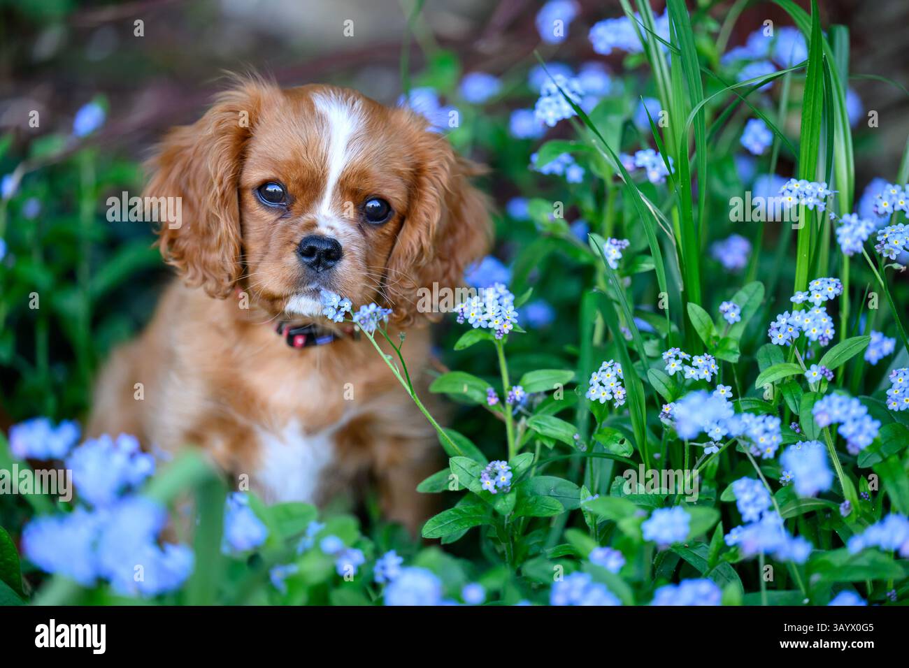 Ruby Cavalier King Charles Spaniel jouant dans un jardin Banque D'Images
