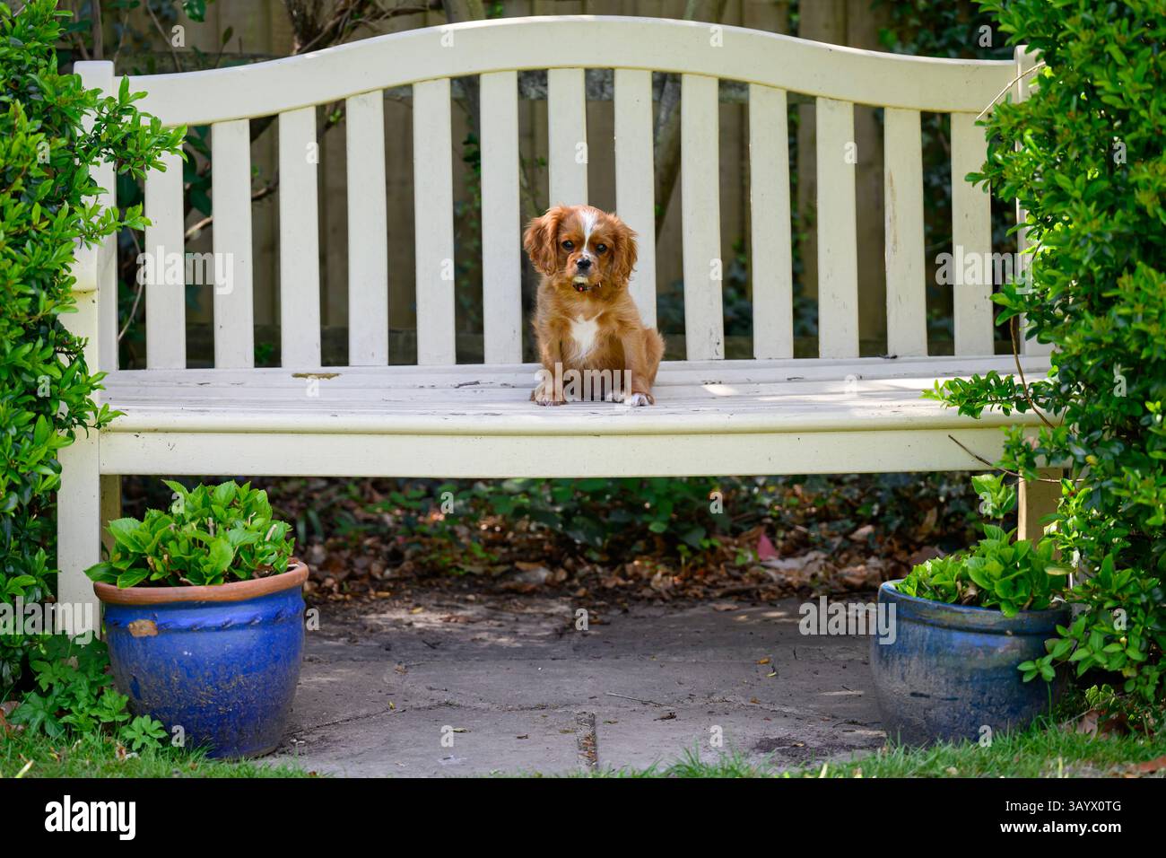 Ruby Cavalier King Charles Spaniel jouant dans un jardin Banque D'Images