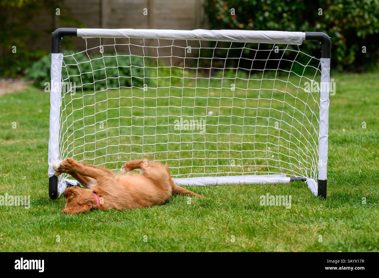 Ruby Cavalier King Charles Spaniel jouant dans un jardin Banque D'Images