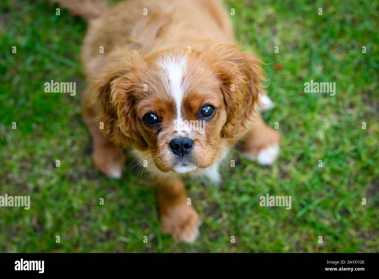 Ruby Cavalier King Charles Spaniel jouant dans un jardin Banque D'Images