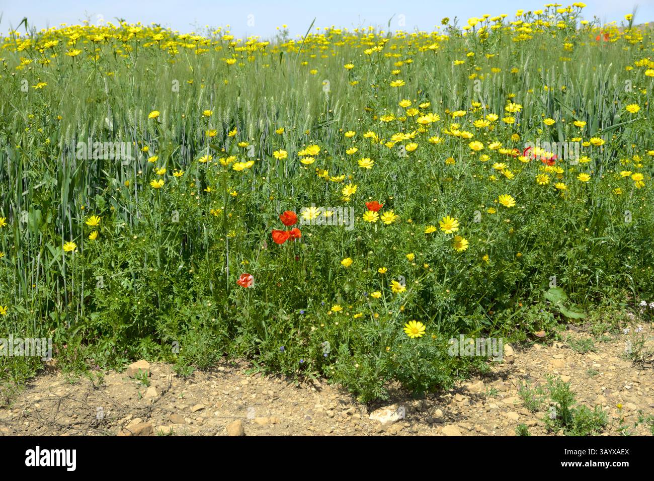Fleurs sauvages jaunes sur fond floues épis de blé dans la campagne de Sicile, Italie Banque D'Images
