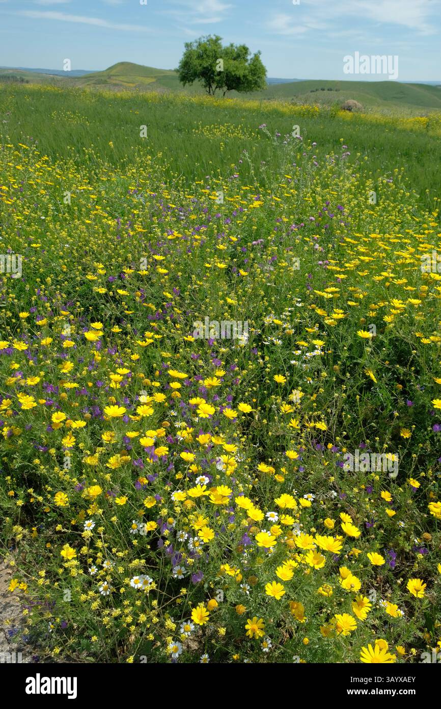 Fleurs sauvages jaunes sur fond brouillé amandier dans la campagne de Sicile, Italie Banque D'Images