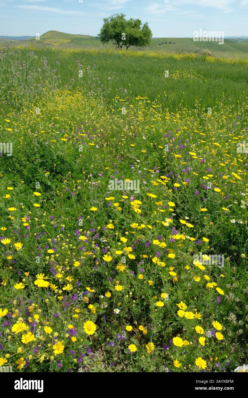 Fleurs sauvages jaunes sur fond d'amandier dans la campagne de Sicile, Italie Banque D'Images