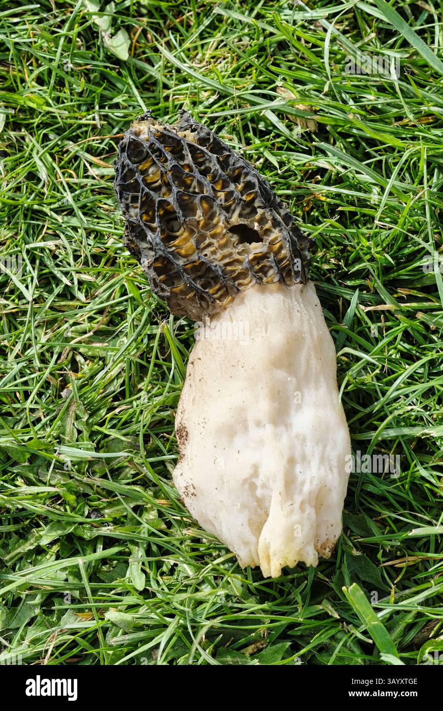 Champignon Stinkhorn déterré sur une plante hivernée dans une serre Banque D'Images