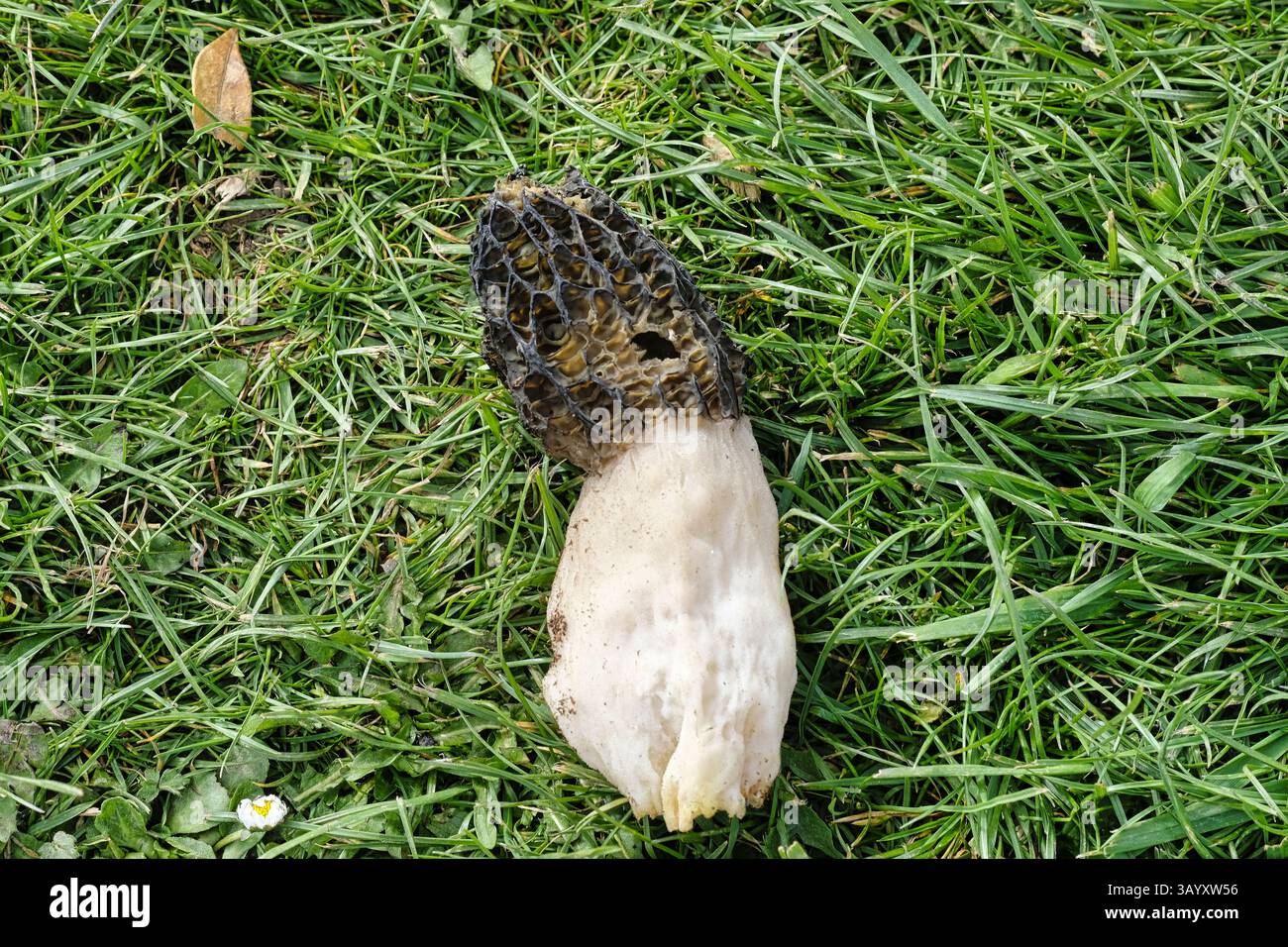 Champignon Stinkhorn déterré sur une plante hivernée dans une serre Banque D'Images