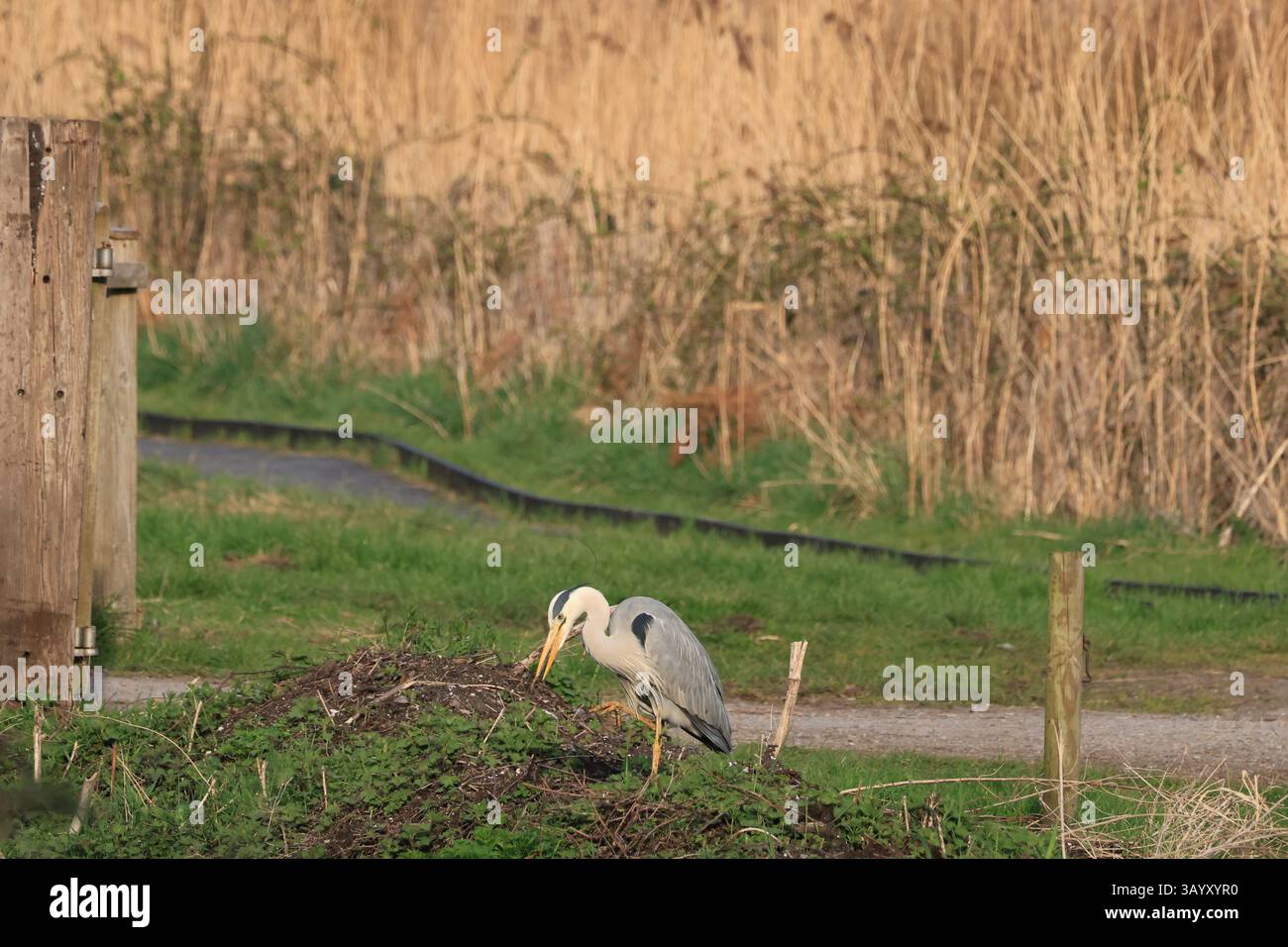 Grey Heron, RSPB Ham Wall, mars 25 Banque D'Images