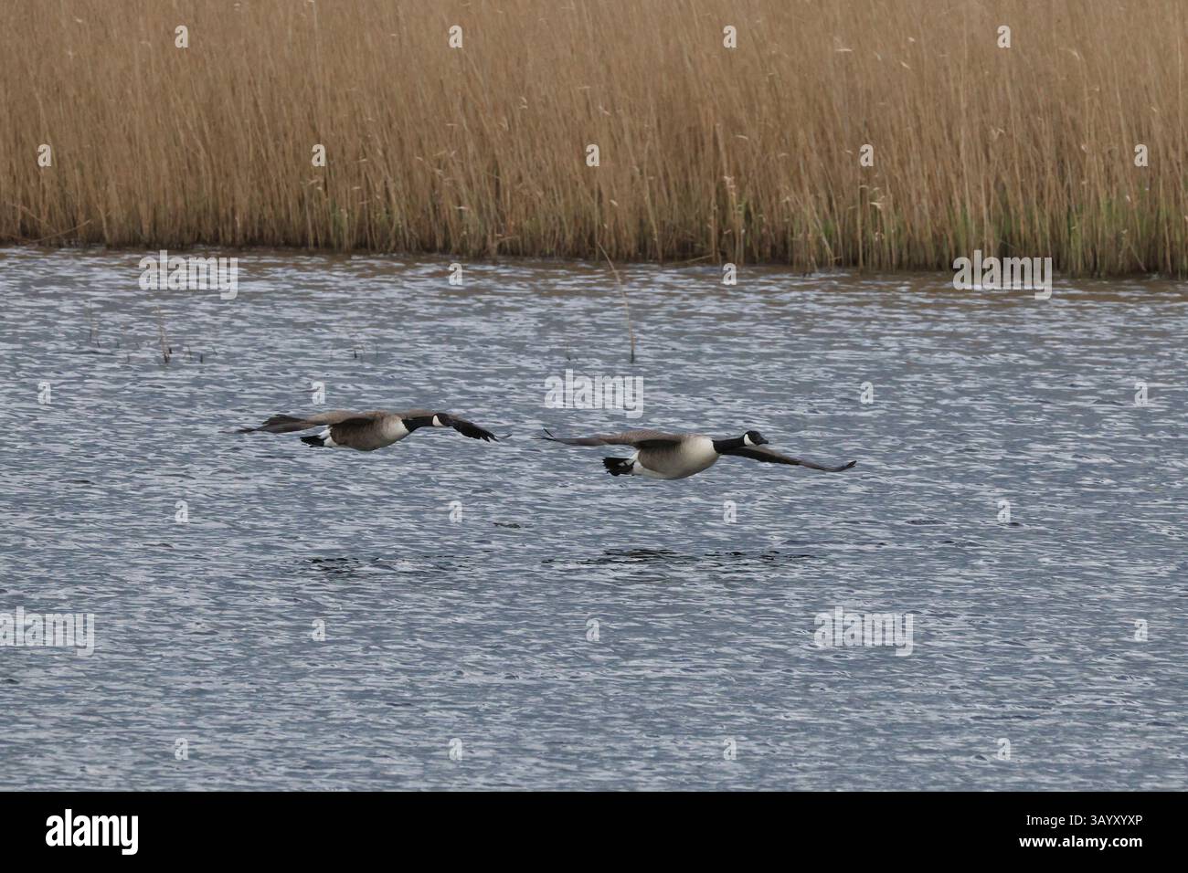 Bernaches du Canada, RSPB Ham Wall, avril 25 Banque D'Images