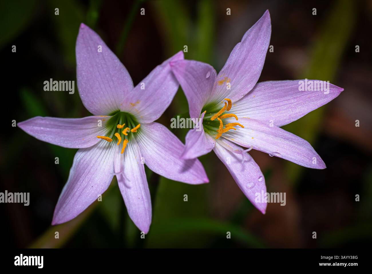 Fleurs gros plan images Banque D'Images