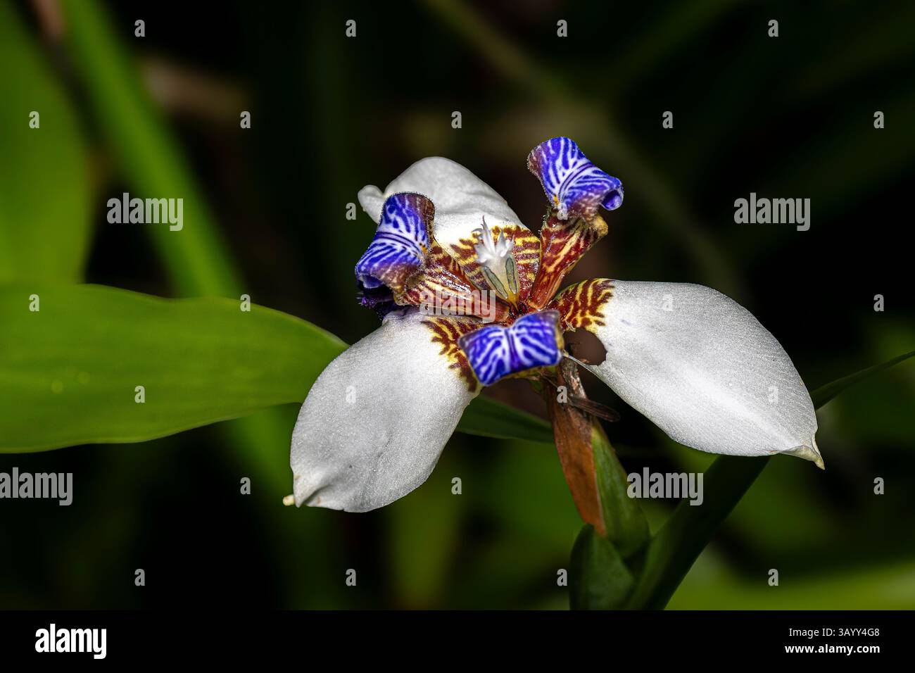 Fleurs gros plan images Banque D'Images