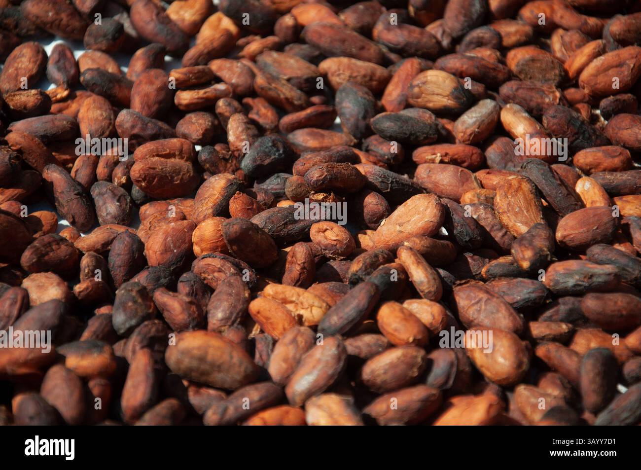 Fèves de cacao séchant sous le soleil, soulignant l'étape essentielle dans le chocolat Banque D'Images