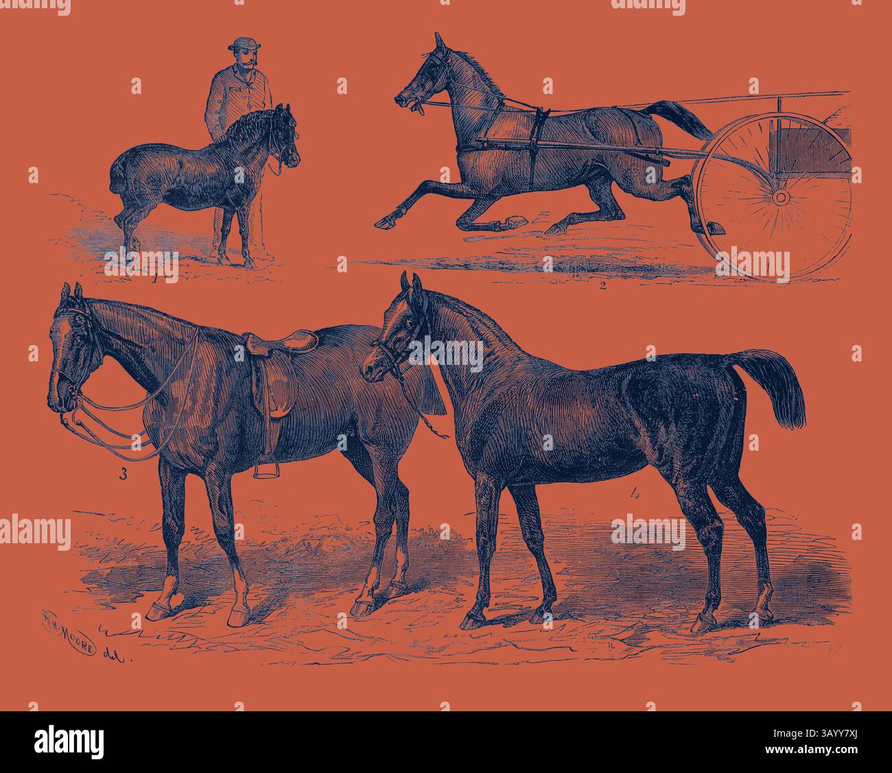 Une illustration présentant quatre races de chevaux différentes et leurs postures variées, ainsi qu'une figure d'une personne interagissant avec l'un des chevaux. Le visuel met en valeur l’élégance et la diversité de ces animaux, mettant en évidence leur rôle dans le travail et les loisirs. The Horse Show 1880 1. M.R.T. W. Blyth's Pony Toby. 2. Lizzie Kendall du M.R. W.H. Wilson. 3. Sir Jarge du prince de Galles. 4. Mr. W.S. Blunt's Arab Pharaoh Classic Art avec une touche moderne réinventée par Artotop Banque D'Images