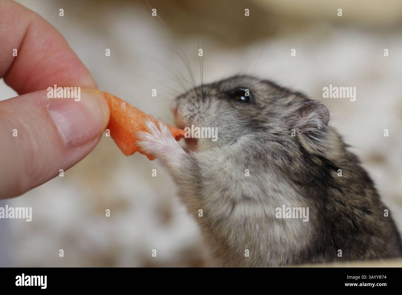 Hamster mange des carottes. Hamster Djungarian domestique mange de la nourriture. Banque D'Images