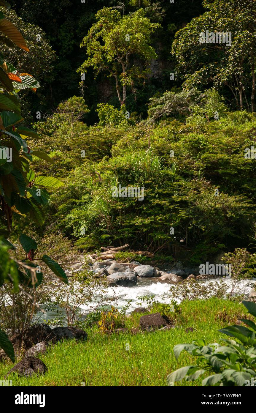 Rivière immaculée qui coule à travers une végétation luxuriante dans la forêt tropicale humide Banque D'Images