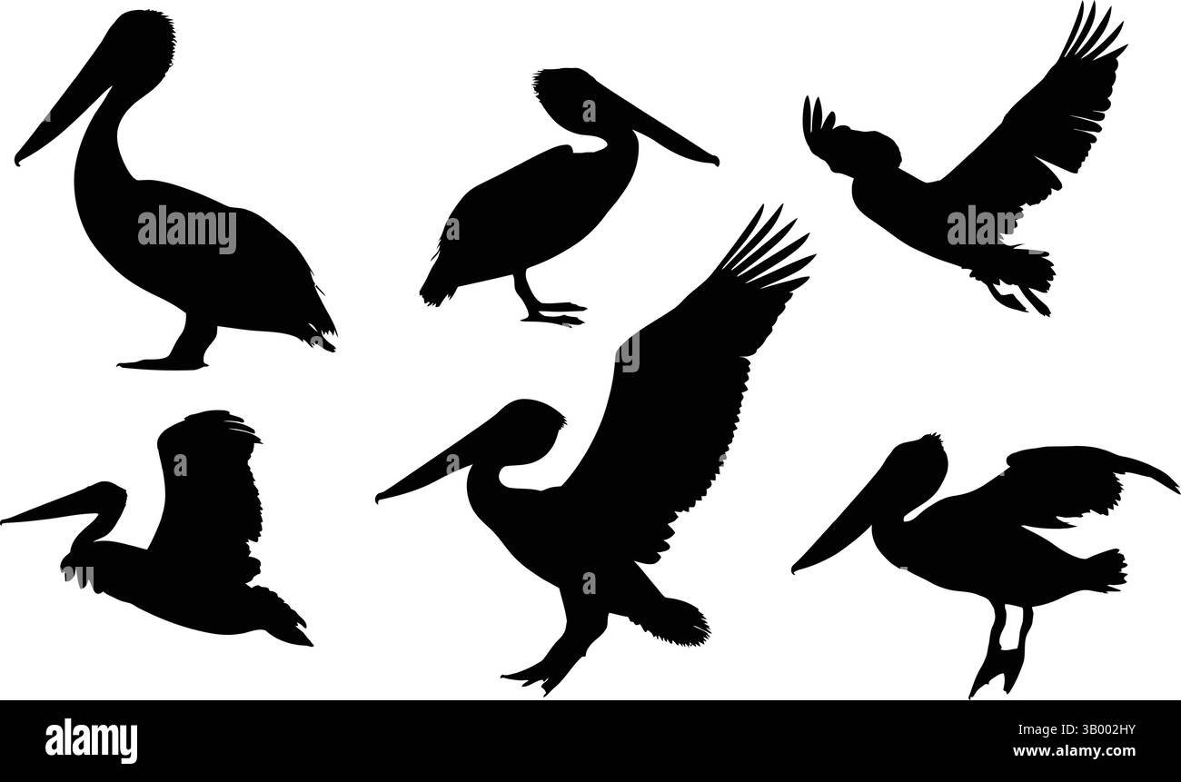 Une collection de silhouettes de pélican dans diverses poses sur un fond blanc dans un style graphique Illustration de Vecteur