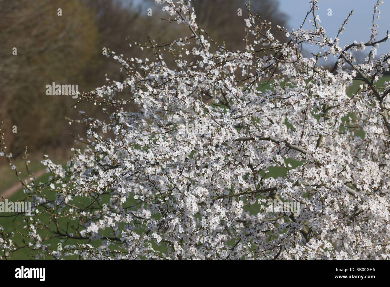 Le printemps arrive — la nature se réveille Banque D'Images