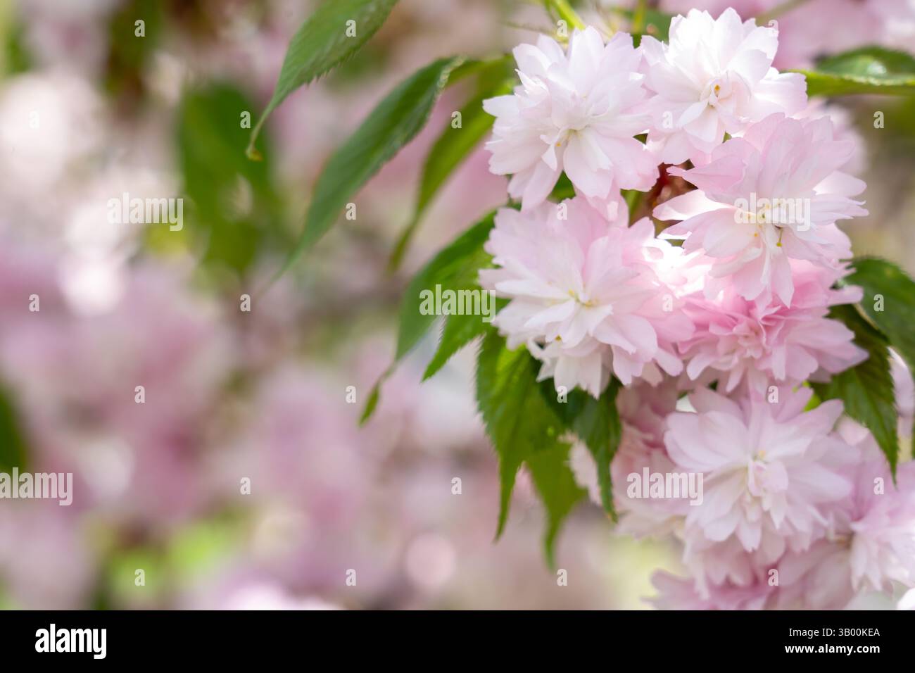De délicates fleurs de cerisier roses éclatent, créant un spectacle étonnant parmi les feuilles vertes luxuriantes dans un cadre de parc serein pendant les mers printanières vibrantes Banque D'Images