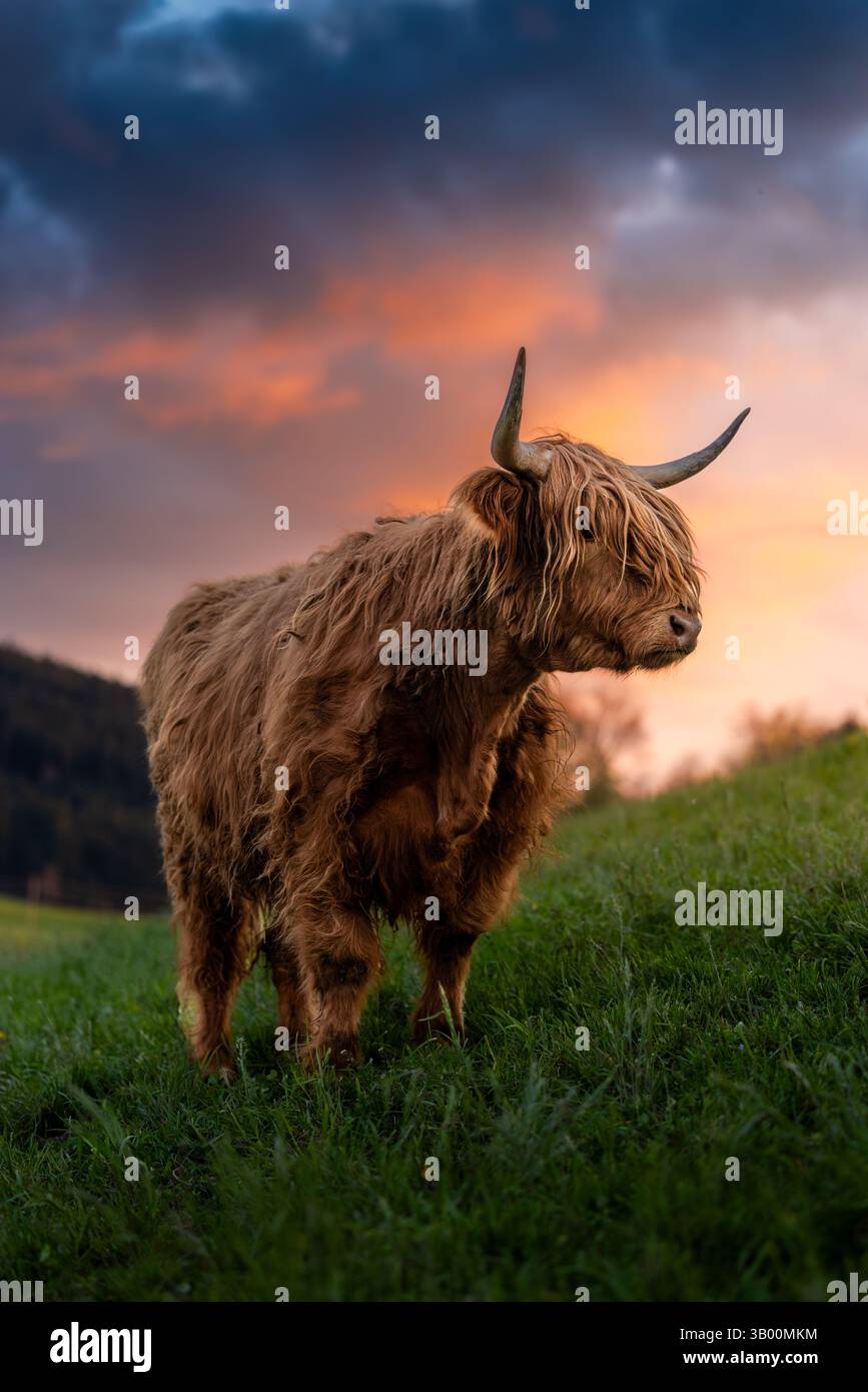 Bétail écossais épique des hautes terres lors d'un coucher de soleil printanier à Emmental, en Suisse Banque D'Images